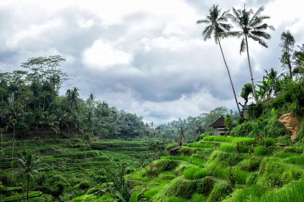 Tegallalang Pirinç Terası görünümü - Ubud - Bali - Endonezya