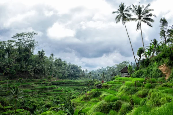 Vista Tegallalang Rice Terrace Ubud Bali Indonesia — Foto de Stock