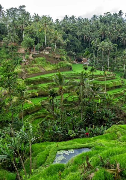 Vista Tegallalang Rice Terrace Ubud Bali Indonesia — Foto de Stock