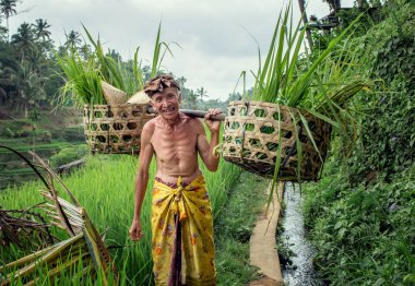 Endonezya, Bali - 18 Ekim 2018: Ubud yakınlarındaki Tegallalang'daki teraslı pirinç tarlalarında çalışan bali adam.