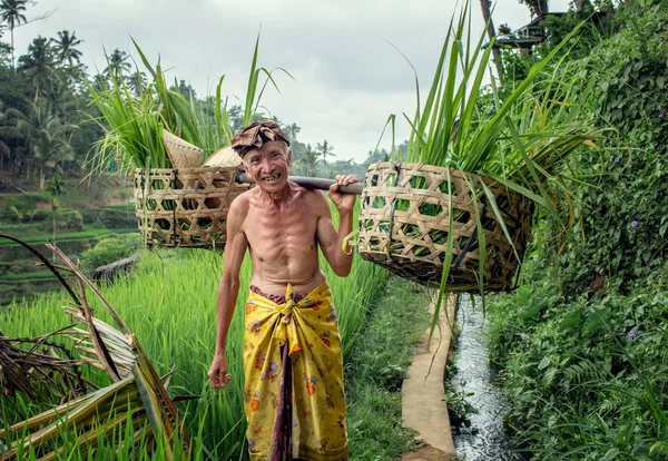 Indonesia Bali Octubre 2018 Balinese Man Working Teraced Rice Fields — Foto de Stock