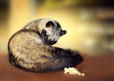 Asya palm civet - pahalı kahve kopi luwak üretimi için kullanılan hayvan