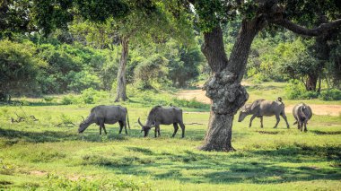 Antilop milli parkta Yala, Sri Lanka