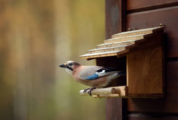 Jay bir yem oluğuna oturur.