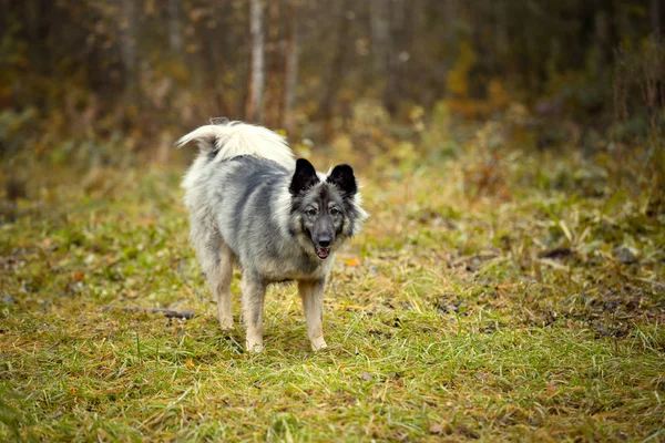 Şirin Pofuduk Köpeğin Sonbahar Portresi — Stok fotoğraf