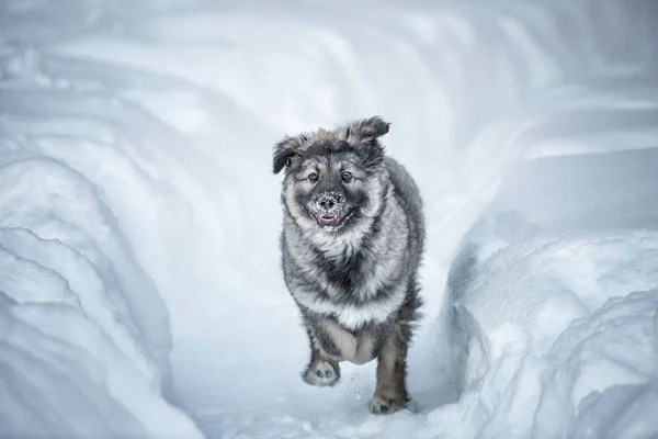 Schattige Fluffy Puppy Spelen Sneeuw — Stockfoto