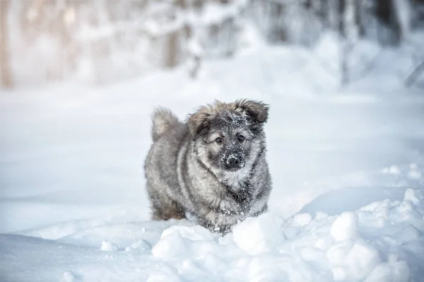 Lindo Perrito Esponjoso Jugando Nieve —  Fotos de Stock