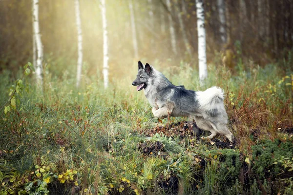 Cão Fofo Bonito Pulando Grama — Fotografia de Stock