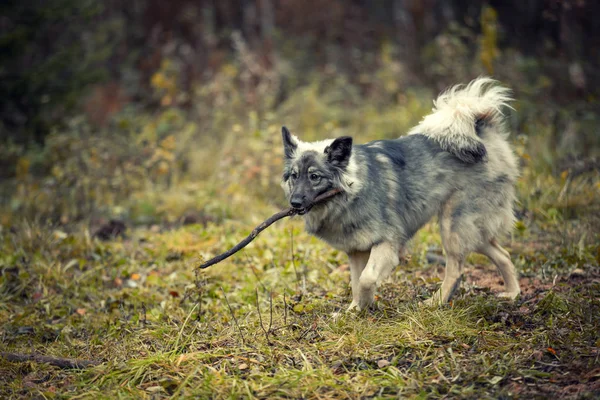 Şirin Pofuduk Köpeğin Sonbahar Portresi — Stok fotoğraf