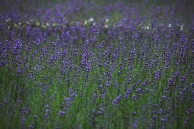 Kırım 'daki lavanta tarlası, Eylül sonu