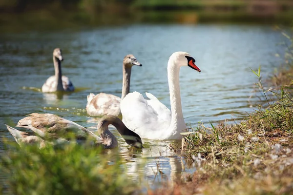A family of mute swans swims in the lake