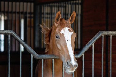 Beyaz alevi olan kestane atı ahırda duruyor.