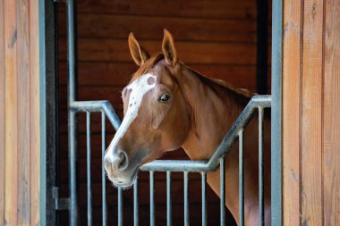 Beyaz alevi olan kestane atı ahırda duruyor.