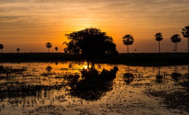 Pantanal sulak Paraguay'nın büyülü altın gün batımı. Pantanal Paraguay, Bolivya ve Brezilya sınırında yer dünyanın en büyük tropikal sulak alandır.