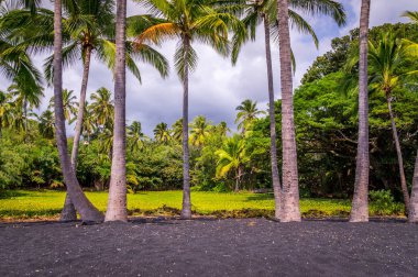 Palmiye ağaçları Punaluu siyah kum Beach Big Island, Hawaii