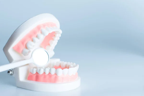 Dental model with dental tool in dental care concept.