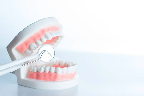 Dental model with dental tool in dental care concept.