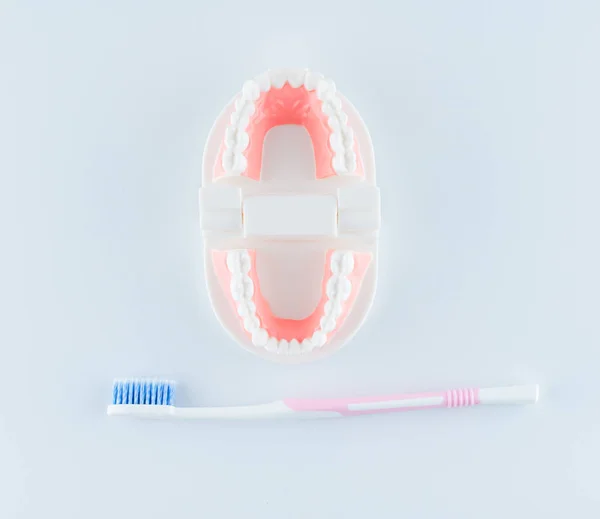 Dental Model Dental Equipment White Background Dental Health Care Concept — Stock Photo, Image