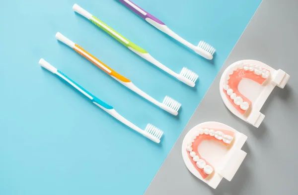 Dental Model Oral Health Care Concept — Stock Photo, Image
