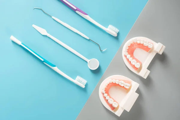 Dental model in oral health care concept.