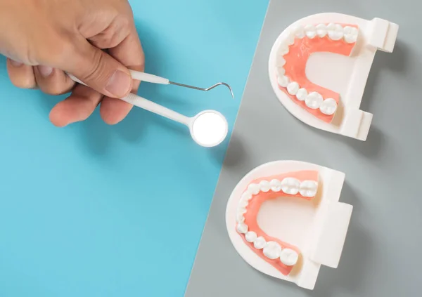 Dental model in oral health care concept.