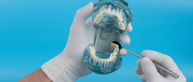 Diş hekimi, numuneleri hastalara göstermek için bir diş modeli hazırladı..