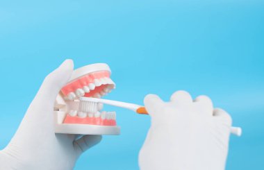 Diş hekimi, hastaların temiz dişleri incelemesi için plastik dişler ve aynalar tutuyor..