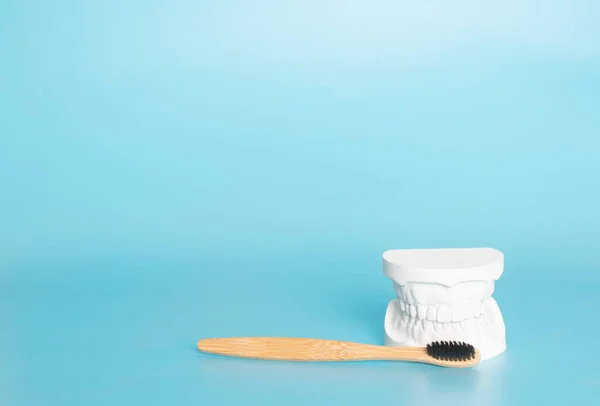 Examples of dental models and orthodontic models made of white plaster. Attach braces And the hands of the dentist Constituted To show an example to patients with braces or dentures before starting dental treatment. On a blue background and copy spac