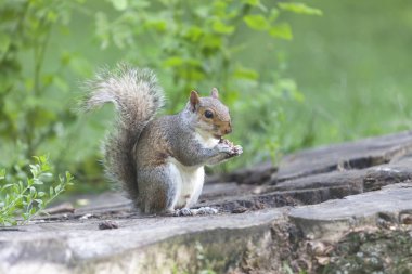Parkta yemek şirin gri sincap