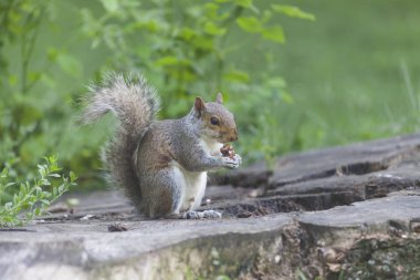 Parkta yemek şirin gri sincap