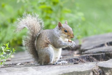 Parkta yemek şirin gri sincap