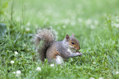 Parkta yemek şirin gri sincap
