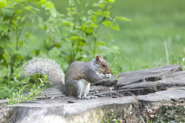 Mignon Écureuil Gris Mangeant Dans Parc — Photo