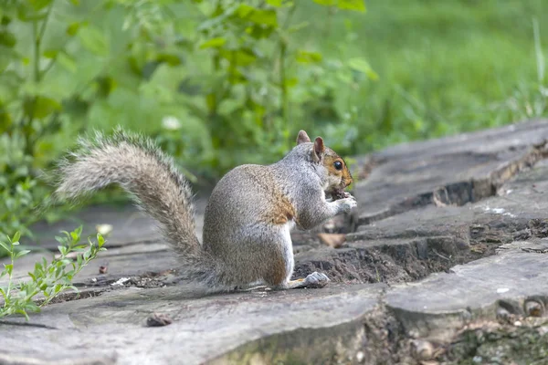 Parkta yemek şirin gri sincap