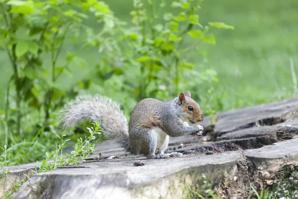 Mignon Écureuil Gris Mangeant Dans Parc — Photo