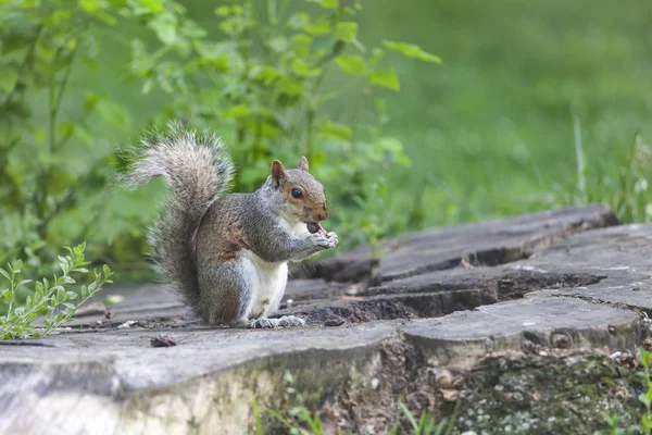 Parkta yemek şirin gri sincap