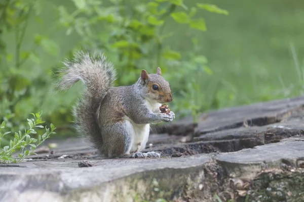 Parkta yemek şirin gri sincap