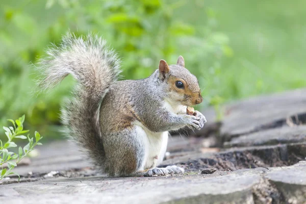 Cute Grey Squirrel Eating Park Stock Photo