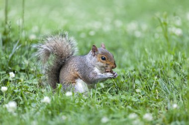 Parkta yemek şirin gri sincap