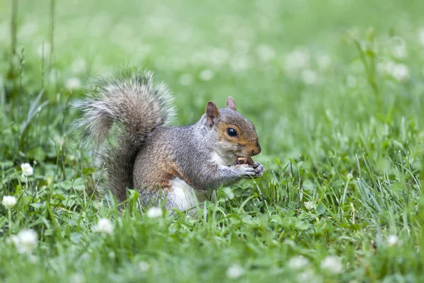 Parkta yemek şirin gri sincap