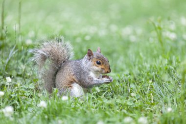Parkta yemek şirin gri sincap