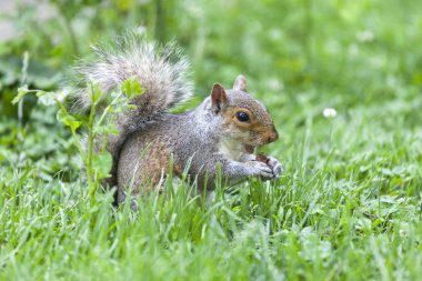 New York Central Park'ta yemek yiyen sevimli gri sincap