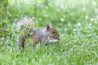 Parkta yemek şirin gri sincap