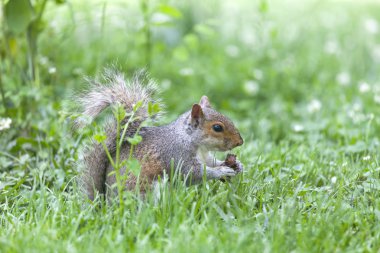 Parkta yemek şirin gri sincap