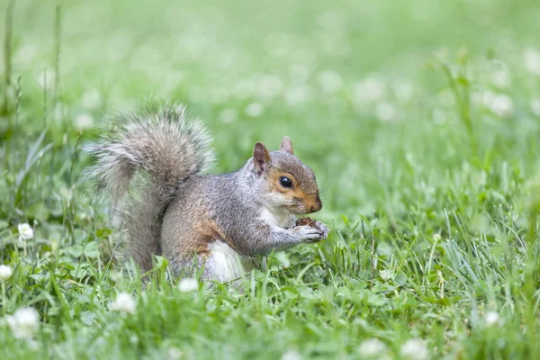 Parkta yemek şirin gri sincap