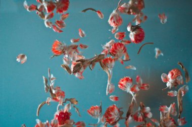 kırmızı küçük çiçekler havada uçuşuyor.