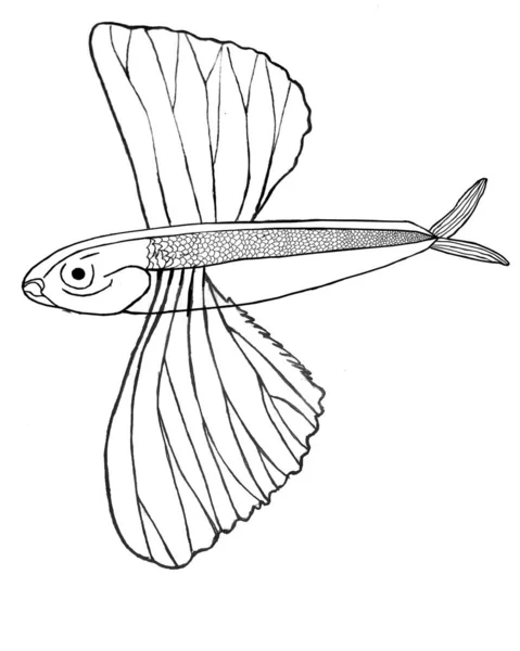 有翅膀的飞鱼 — 图库照片