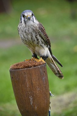 Tutsak bir kerkenez tasmayla besleniyor.