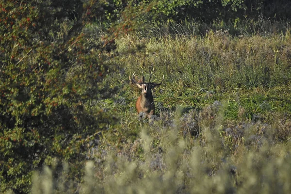 Polonya, Warmia 'da çiftleşme mevsiminde bir geyik