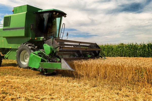 Harvesting Wheat Harvester Sunny Summer Day — Stock Photo, Image